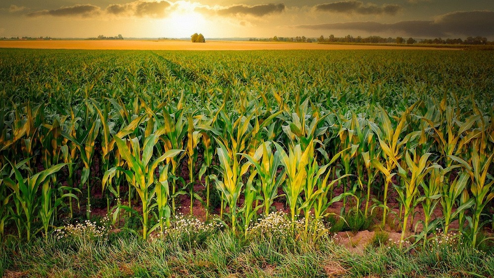NABDA boss says farmers will get genetically modified maize in 18 months