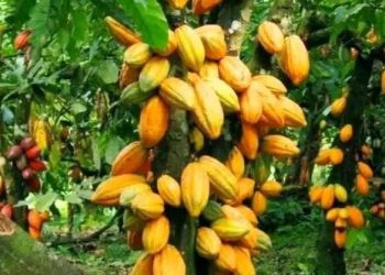 Cross River State youths celebrate as Cocoa hit 800, 000 per bag before Christmas 