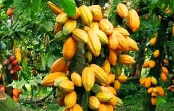 Cross River State youths celebrate as Cocoa hit 800, 000 per bag before Christmas 