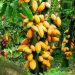 Cross River State youths celebrate as Cocoa hit 800, 000 per bag before Christmas 