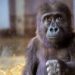 FG Assures Safe Return of Baby Gorrila Smuggled From Nig