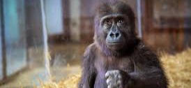 FG Assures Safe Return of Baby Gorrila Smuggled From Nig