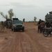 Troops Neutralise Bandits, Recover about 1,000 Rustled Cattles in Taraba