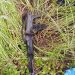 Troops of Nigerian Army Rescue Abducted University Lecturer