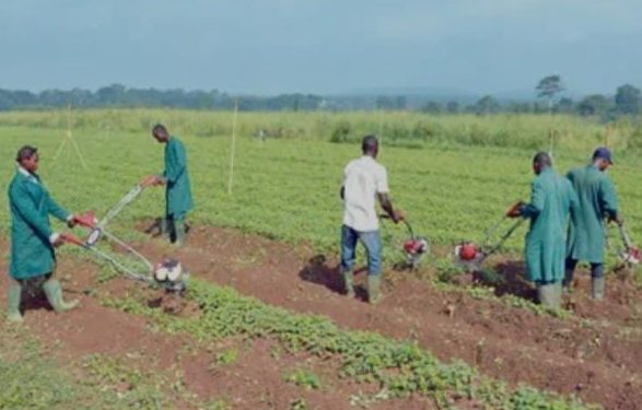 PULA Foundation, Nigerian Government Partner to Revolutionize Agricultural Insurance