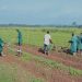 PULA Foundation, Nigerian Government Partner to Revolutionize Agricultural Insurance