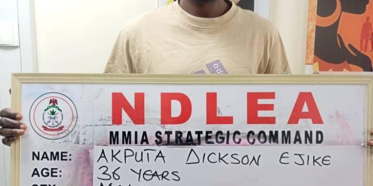 Cocaine Hidden in Dried Fish Heads Uncovered as NDLEA Intercepts Multi-Drug Shipments