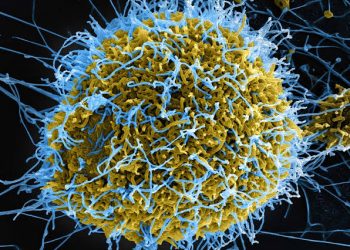 Return of Ebola: Africa CDC, Nigeria Target 2m Community Health Workers by 2030