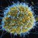 Return of Ebola: Africa CDC, Nigeria Target 2m Community Health Workers by 2030